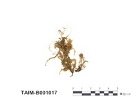 藏品(船葉苔科、矮平苔)的圖片